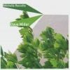 dave miller - mitchells raccolta (2005)