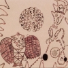 Devendra Banhart - Rejoicing In The Hands (2004)